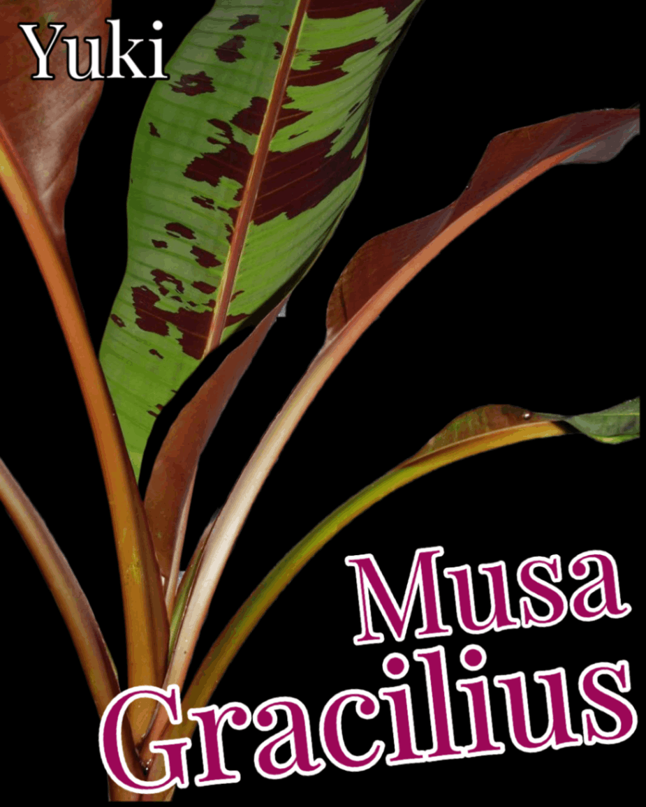 ムサ・グラキリウス 苗[耐寒性バナナ]Musa gracilius