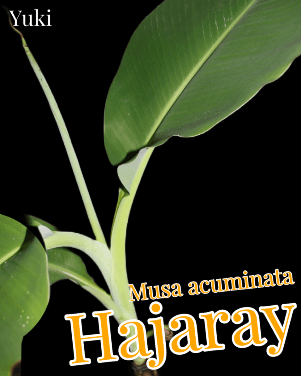 ムサ・ハジャライ 苗[耐寒性バナナ]Musa acuminama x M. Balbisiana ‘Hajaray’