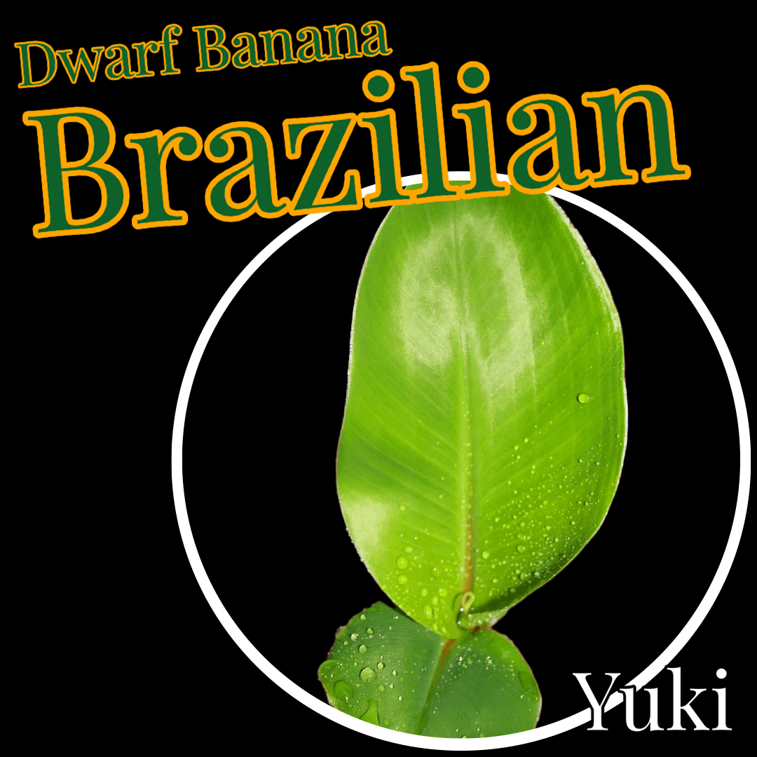 ムサ・ドワーフブラジリアン 苗[食用バナナ]Musa dwarf Brazilian