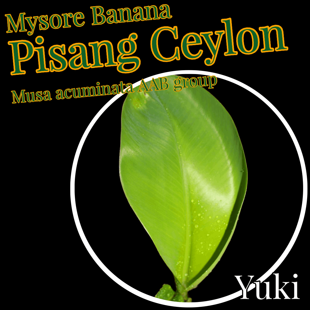 ムサ・ピサンセイロン 苗[食用バナナ]Musa Pisang Ceylon