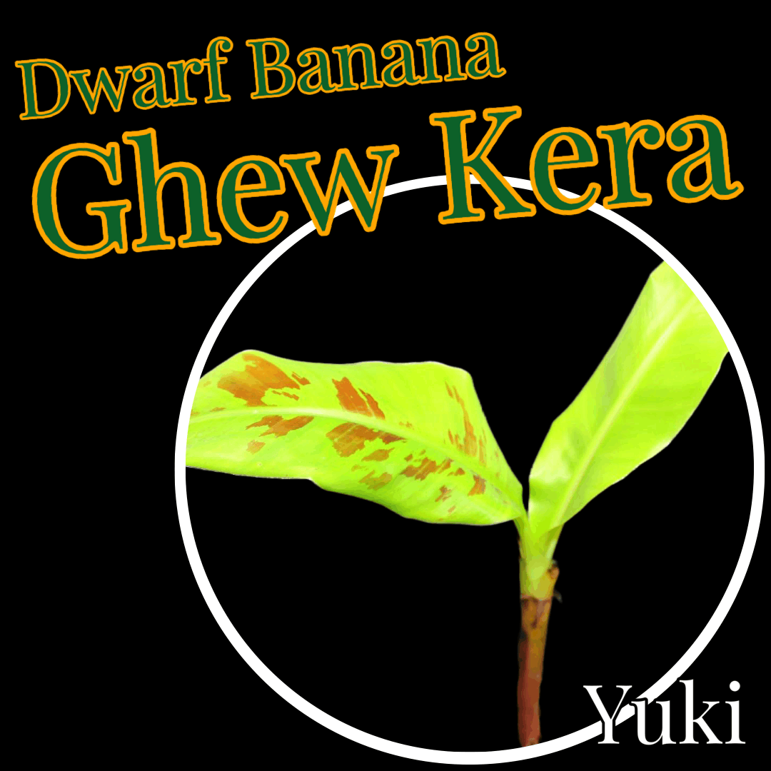ムサ・ゲウケラ 苗[食用バナナ]Musa Ghew Kera