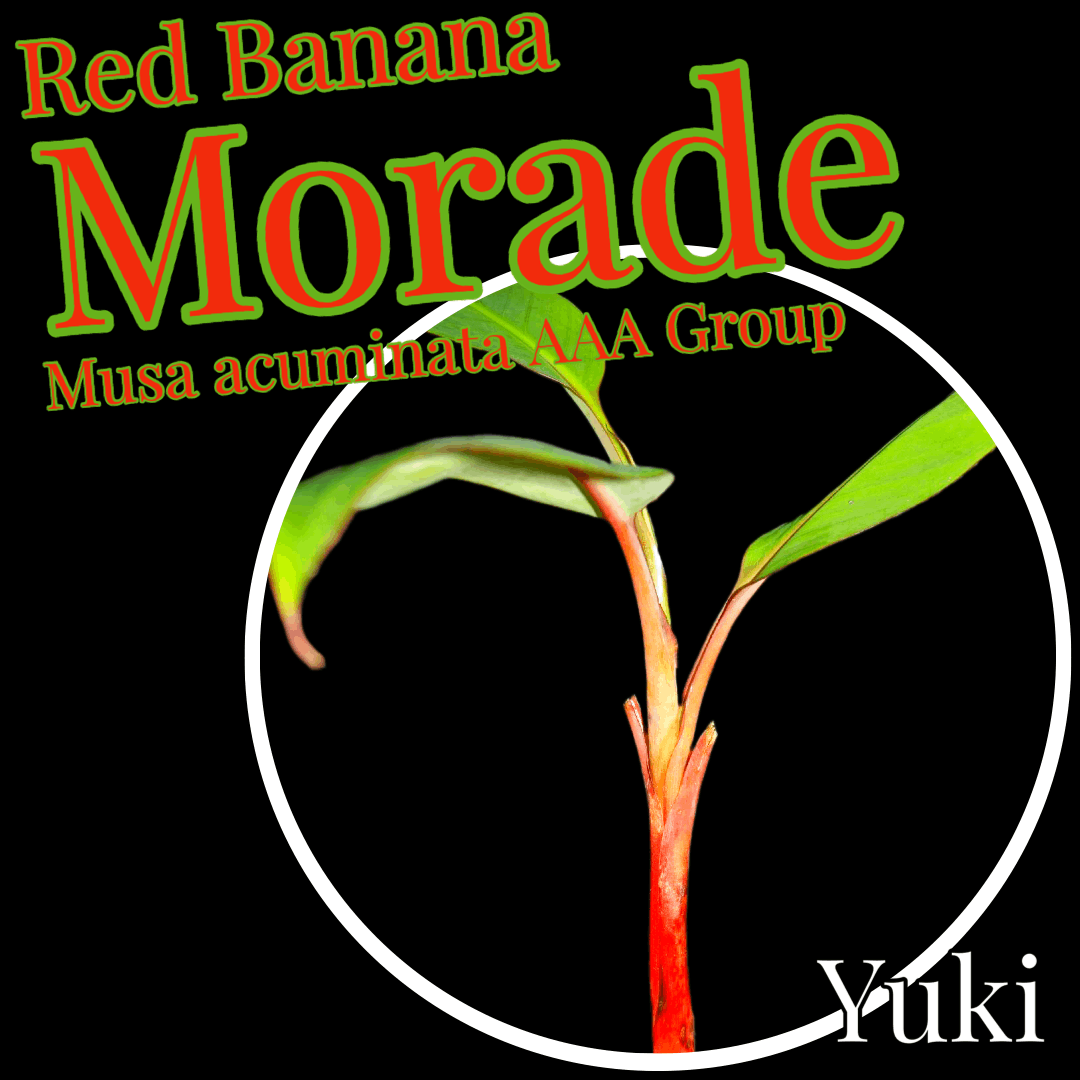 ムサ・モラード 苗[食用バナナ]Musa Morade