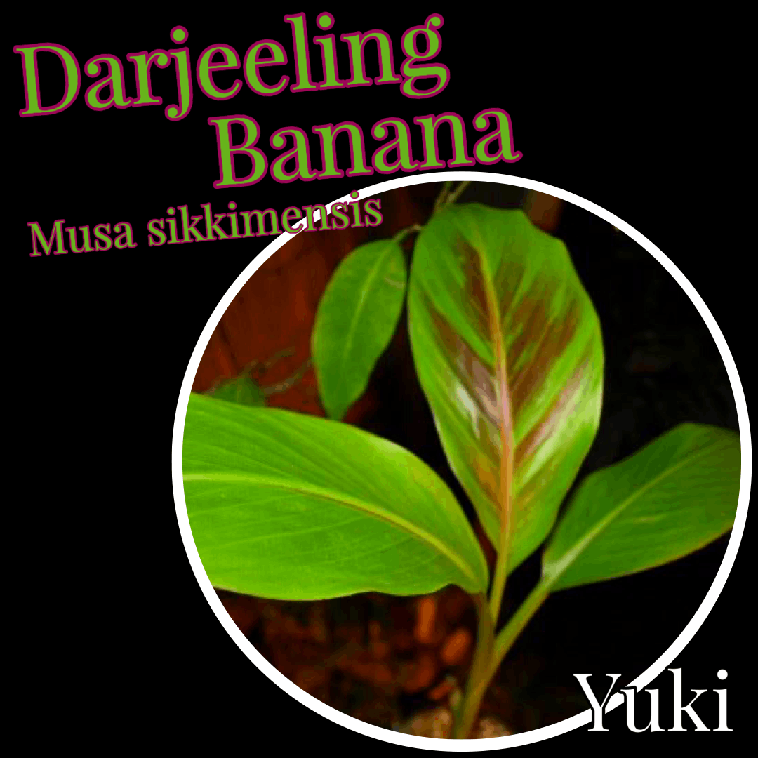 ダージリン・バナナ 苗[耐寒性バナナ]Musa sikkimensis