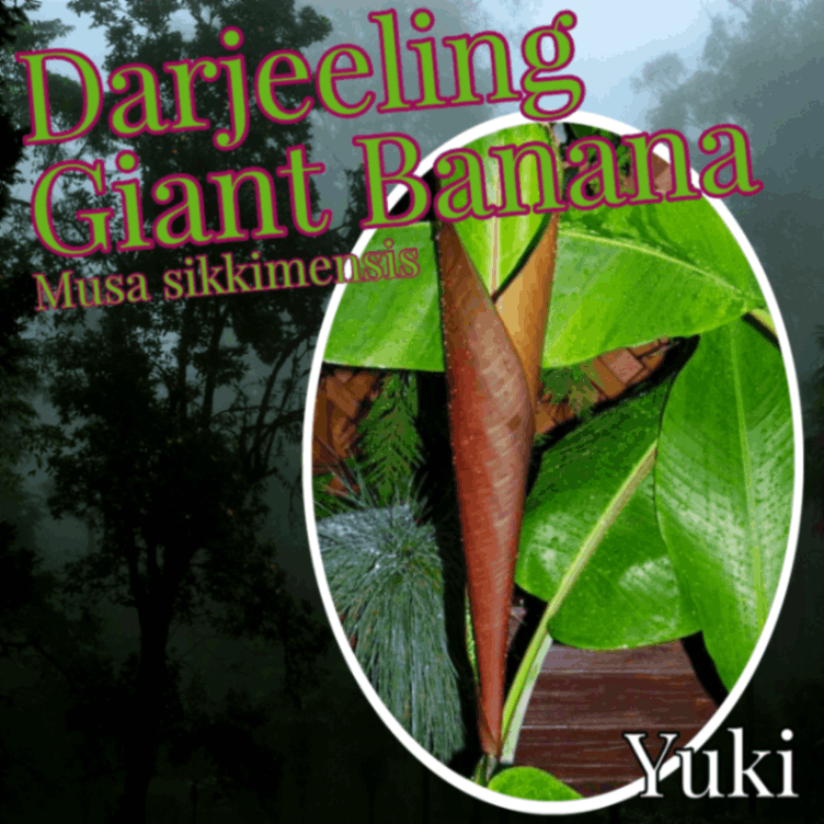 ダージリン・ジャイアントバナナ 種子[耐寒性バナナ]Musa sikkimensis ‘Giant’
