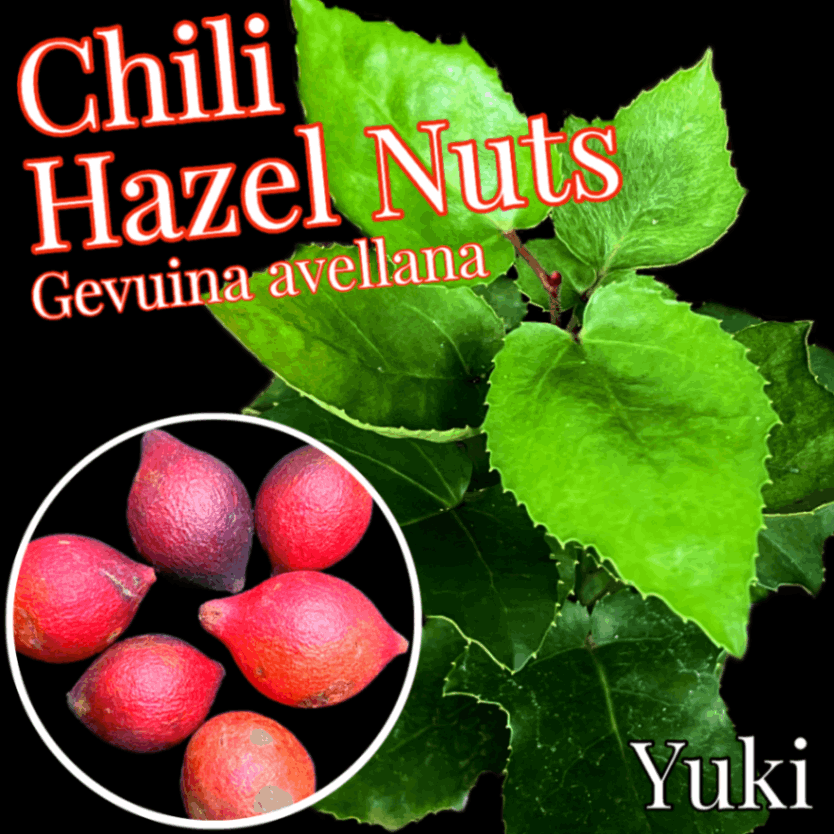チリヘーゼルナッツ 種子[耐寒性ナッツ] Gevuina avellana