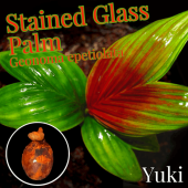 ���ƥ�ɡ����饹�ѡ��� ���[���顼�꡼�եѡ���]Geonoma epetiolata