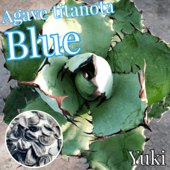 アガベ・チタノータ ブルー Agave titanota ‘Blue’ 種子