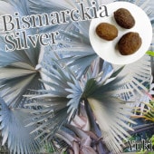 ӥޥ륭Υӥꥹ С [͵Ѵ䥷] Bismarckia nobilis Silver