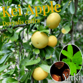 ���������åץ� ���[Ǯ�Ӳ̼�] Dovyalis caffra