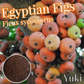 �����ץ���󡦥������� ���[Ǯ�Ӳ̼�] Ficus sycomorus