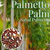 �ѥ��åȡ��ѡ��� ���[�Ѵ����䥷]Sabal palmetto/ͽ����:������λ����ȯ��