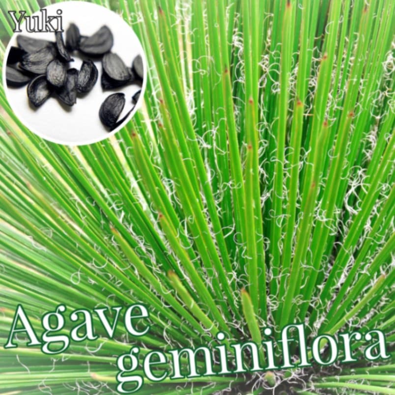 アガベ・ゲミニフローラ 種子[観葉植物]Agave geminiflora