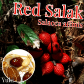 ��åɡ�����å� ���[���ѥ䥷]Salacca affinis