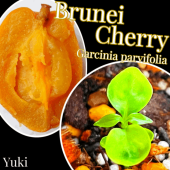 �֥�ͥ��������꡼ ���[����Ǯ�Ӳ̼�]Garcinia parvifolia