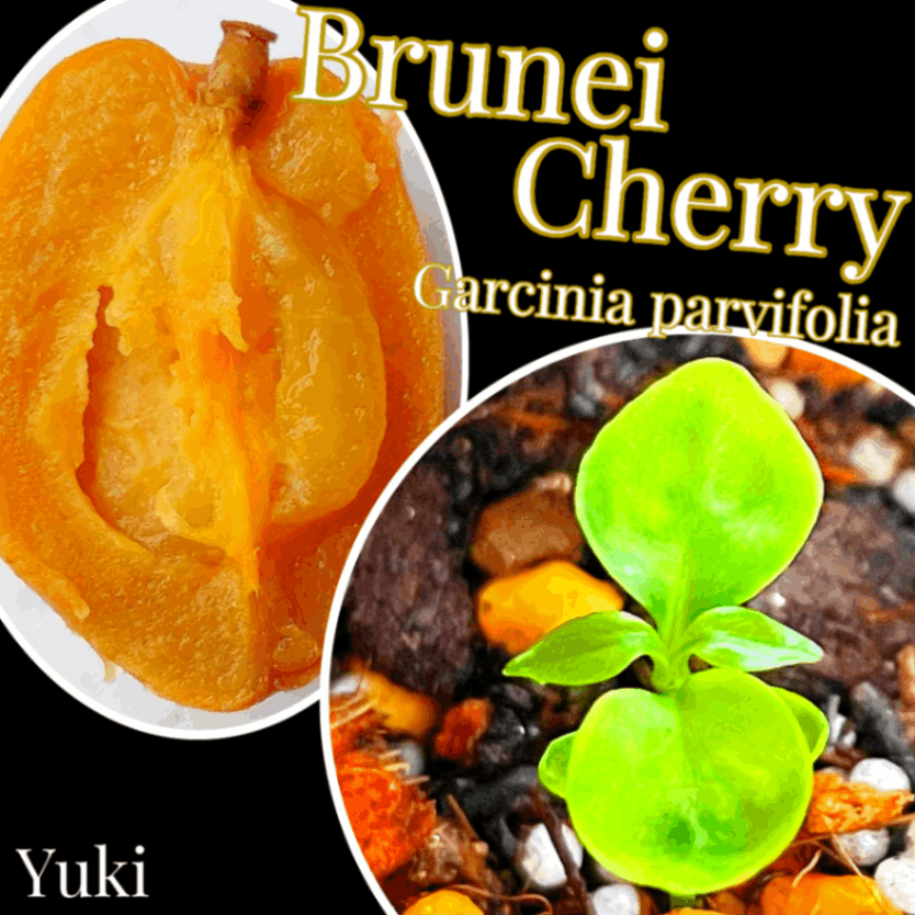 ブルネイ・チェリー 種子[希少熱帯果樹]Garcinia parvifolia-Yuki’s Plants Nursery