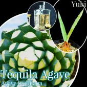�����١��ƥ��顼�� ��(10cm�ۤ�)[�ƥ�����θ���]Agave tequilana