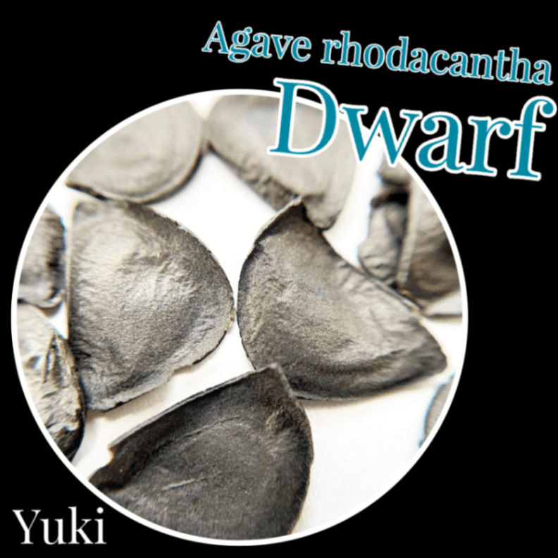 アガベ・ロダカンザ 種子/Agave rhodacantha