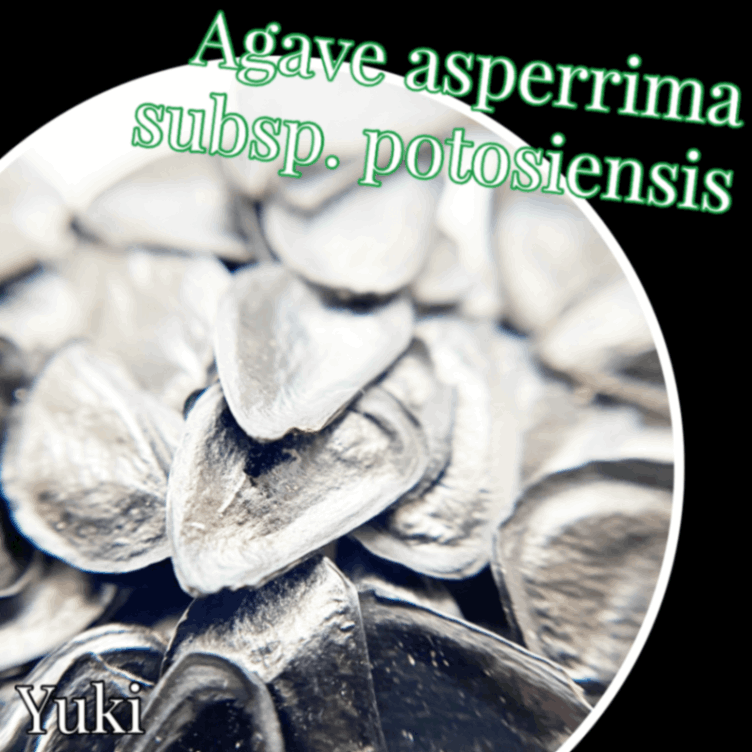 アガベ・アスペリマ ポトシエンシス 種子/Agave aspperima subsp. potosiensis