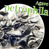 �����١��ڥȥ��ե��� ���/Agave petrophila