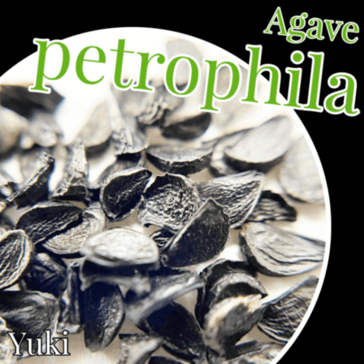アガベ・ペトロフィラ 種子/Agave petrophila