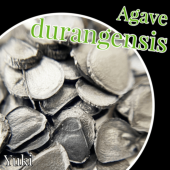 �����١��ɥ���󥲥󥷥� ���/Agave durangensis