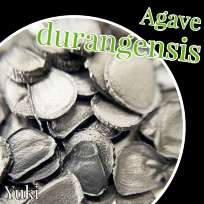 アガベ・ドゥランゲンシス 種子/Agave durangensis