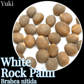 �ۥ磻�ȡ����å��ѡ��� ���[�Ѵ����䥷]Brahea nitida