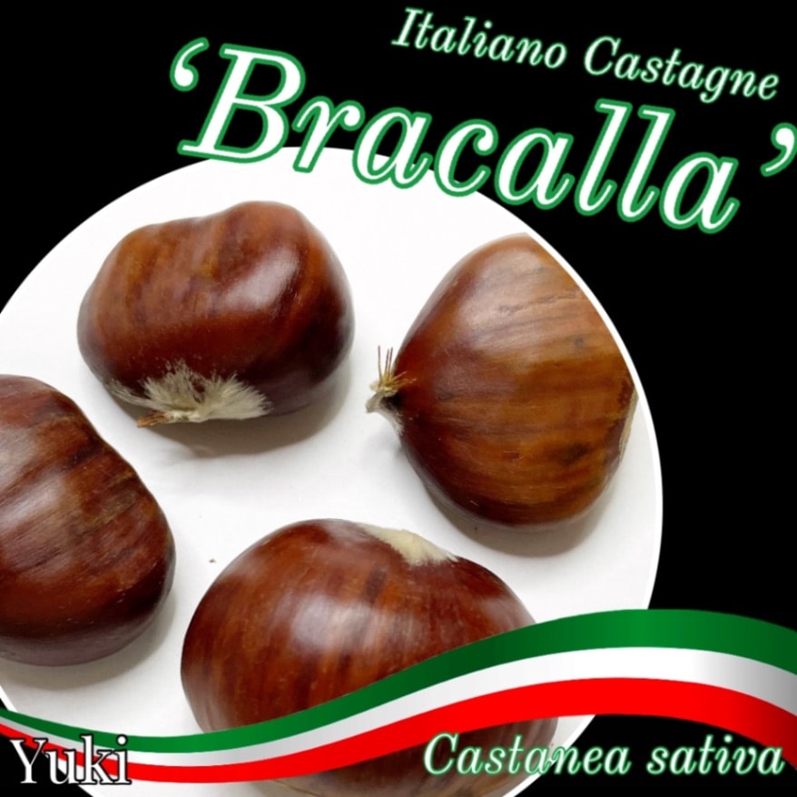 イタリアーノ・カスターニュ(ヨーロッパグリ) 種子[品種:バラカラ] Castanea saiva ‘Baracalla’