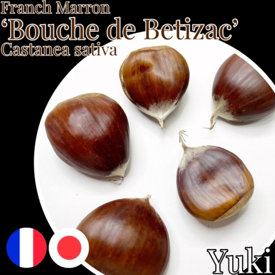ハイブリッド・チェストナッツ 種子[品種:ブーシュ・ドゥ・ベティザック]Castanea sativa x Castanea crenata ‘Bouche de Betizac’(Europe x Japan)