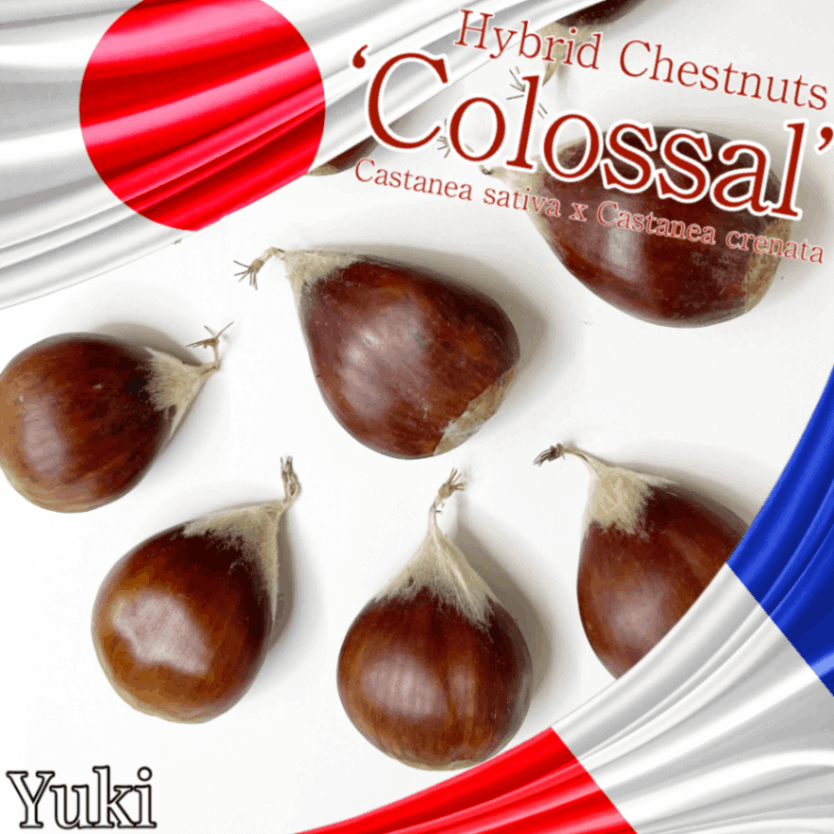 ハイブリッド・チェストナッツ 種子[品種:コロッサル] Castanea sativa x Castanea crenata ‘Corossal’(France x Japan)