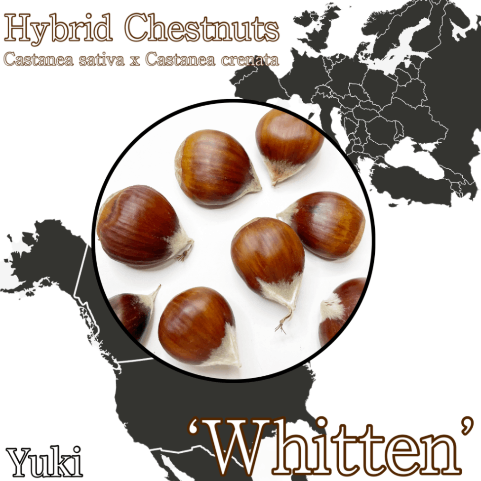 ハイブリッド・チェストナッツ 種子[品種:ウィッテン] Castanea sativa x Castanea dentata ‘Whitten’(Europe x America)
