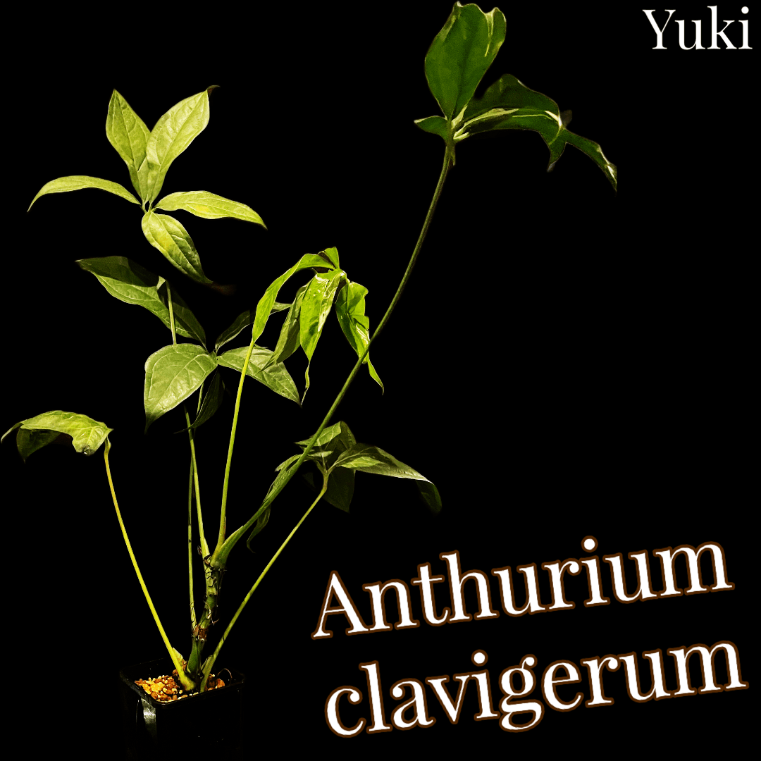アンスリウム・クラビゲラム 苗[原種アンスリウム]Anthurium clavigerum