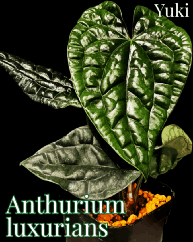 アンスリウム・ルクリエンス 苗[原種アンスリウム]Anthurium luxurians