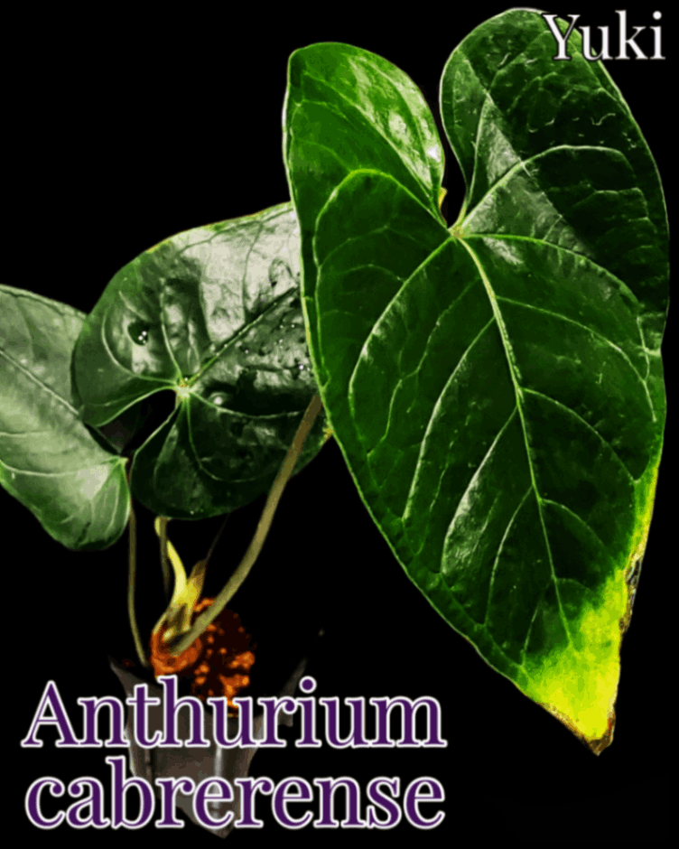 anthurium pulverulentum アンスリウム原種 養生済 その他観葉植物
