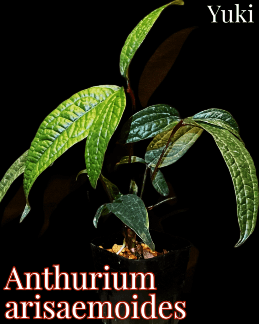 アンスリウム・アリサエモイデス 苗[原種アンスリウム]Anthurium arisaemoides