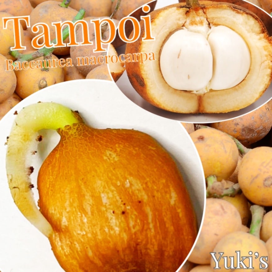 タンポイ(オオミタンポイ) 種子[希少熱帯果樹]Baccaurea macrocarpa