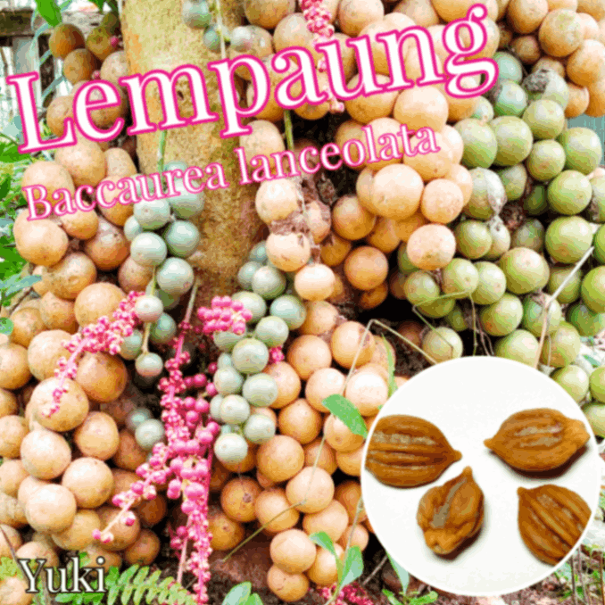 レンパウン 種子[希少熱帯果樹]Baccaurea lanceolata