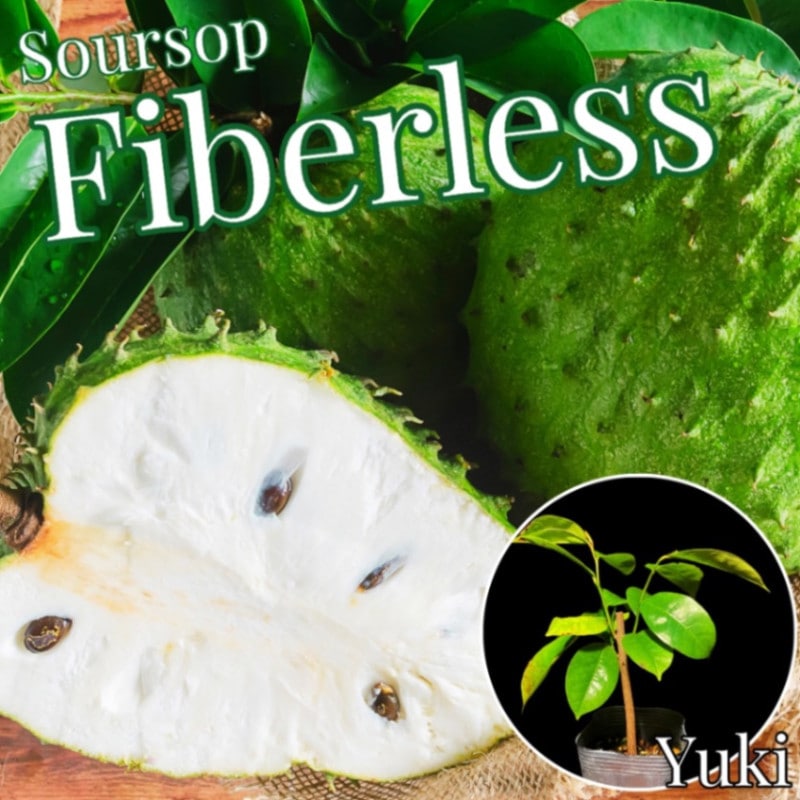 ゴールデンサワーソップ苗(Annona muricata) ゴールデンサワーソップ苗(Annona muricata) Soursop tree