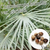 �������ץ� �եߥꥹ ����ե��� ��ҡ�ȯ�����[�Ѵ����䥷] Chamaerops humilis var. cerifera