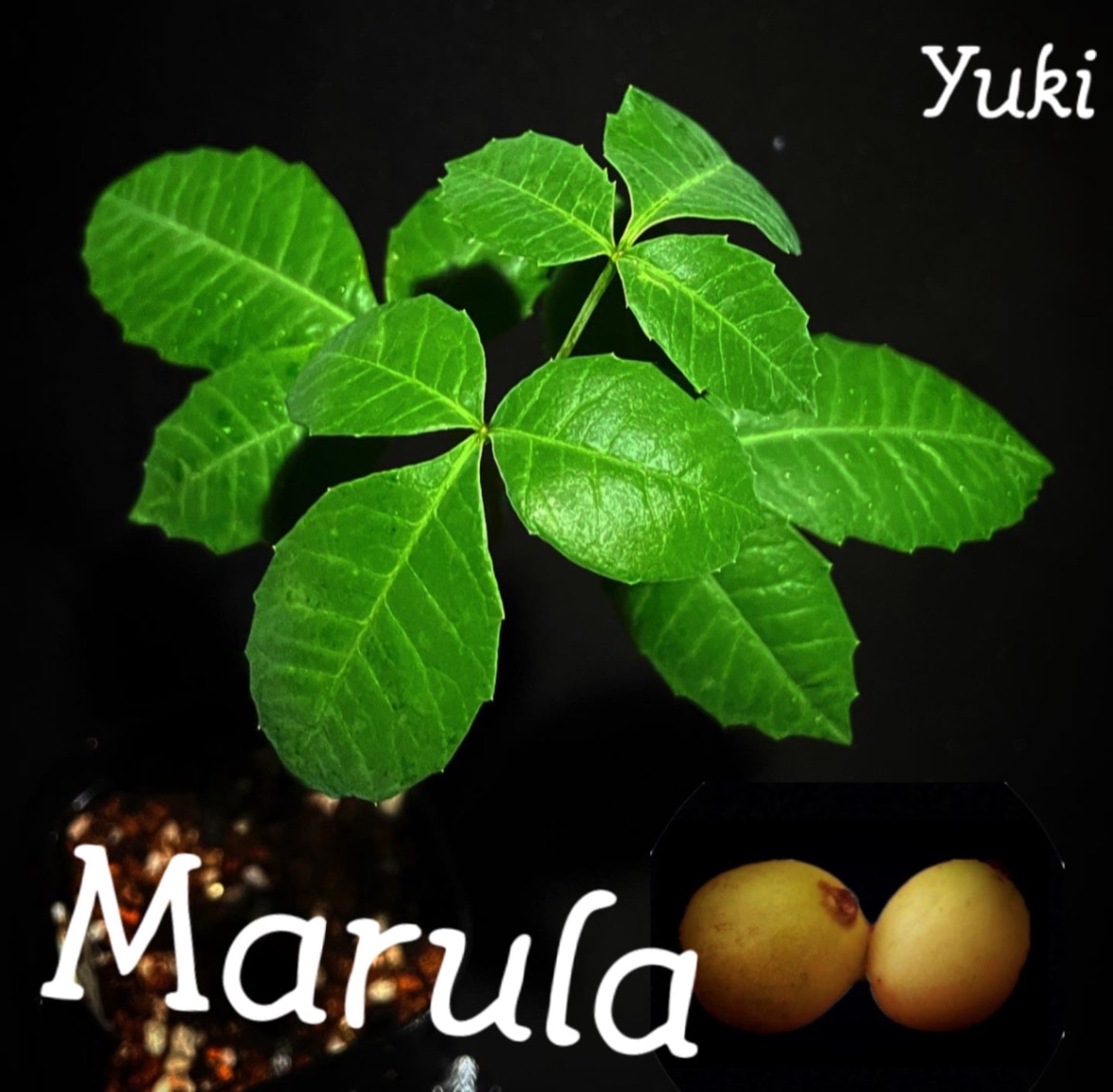 マルーラ 種子[ゾウを酔わせるフルーツ]Sclerocarya birrea/生産