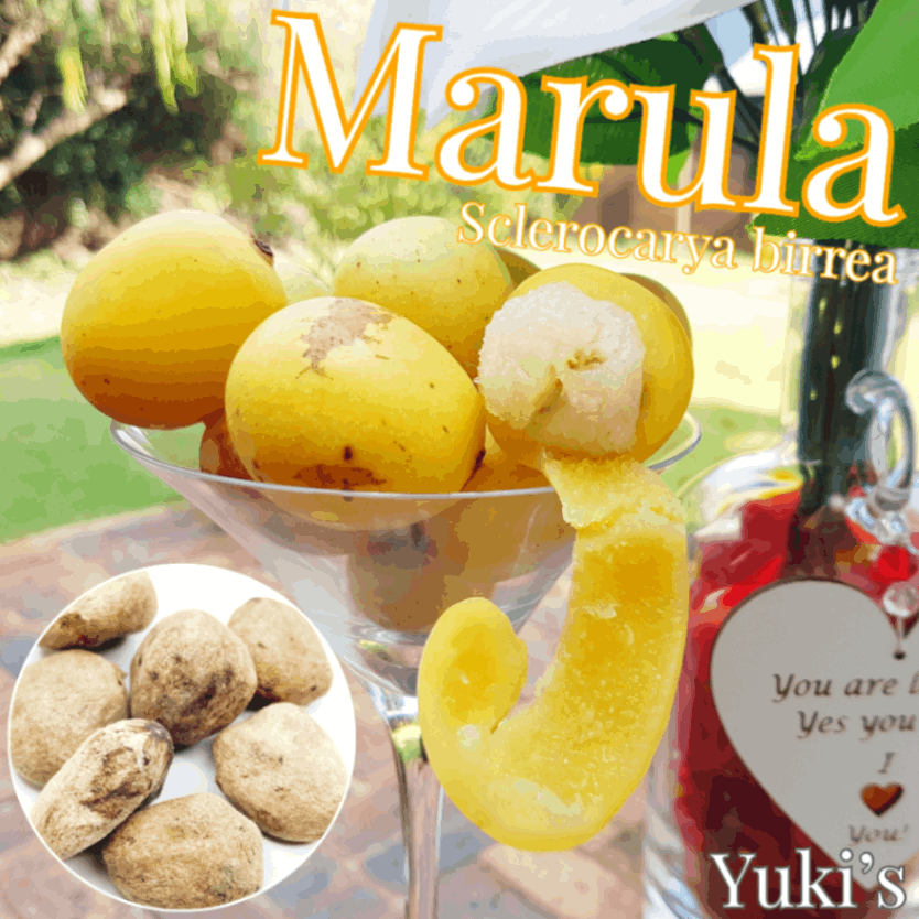 マルーラ 種子[ゾウを酔わせるフルーツ]Sclerocarya birrea/生産完了次第発送