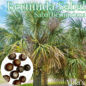 �С��ߥ塼�������Х� ���[�Ѵ����䥷]Sabal bermudana