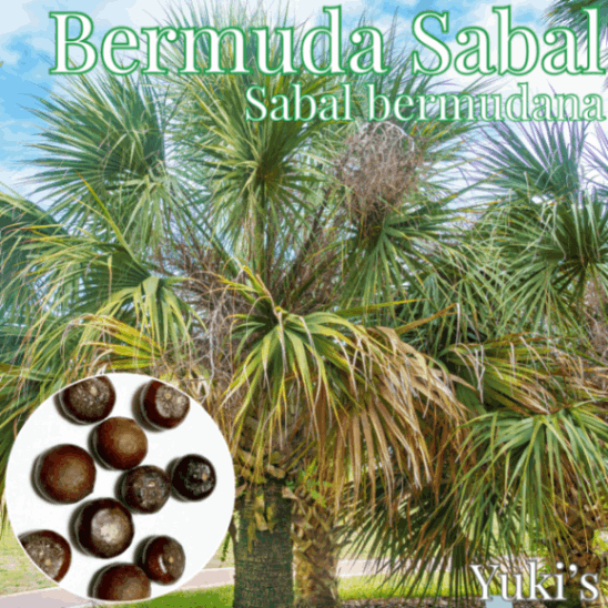 バミューダサバルヤシ バーミューダ・サバル 種子[耐寒性ヤシ]Sabal bermudana