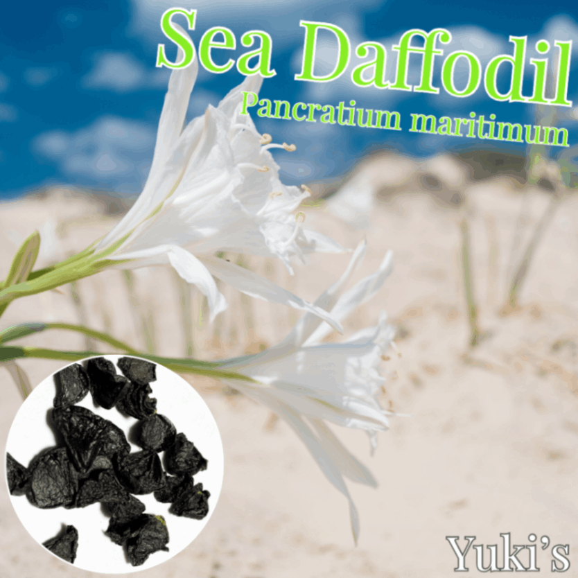 シー・ダッフォディル 種子[聖書の植物]Pancratium maritimum