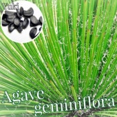 ١եե [տʪ]Agave filifera