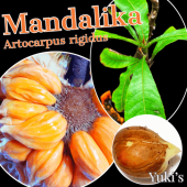 �ޥ���ꥫ ���[Ǯ�Ӳ̼�]����ȥ���ץ����ꥮ���� Artocarpus rigidus