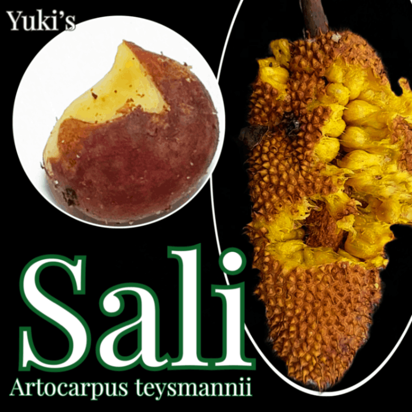 サリ 種子[希少熱帯果樹]アルトカルプス・テイスマンニー Artocarpus