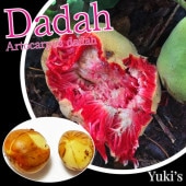 ���� ���[Ǯ�Ӳ̼�]����ȥ���ץ������� Artocarpus dadah