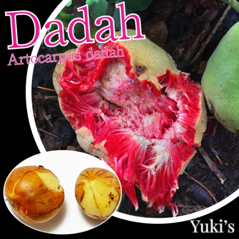 【熱帯果樹】カタトゲパンノキ（Artocarpus rigida） ジャックフルーツ、パンノキ各種苗 アルトカルプス・リギダス