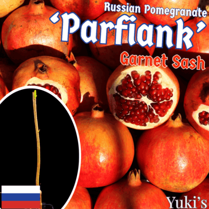 ������ ��[�ʼ�:�ѥ�ե�����] Pomegranate ��Parfiank��/ͽ����:������λ����ȯ��